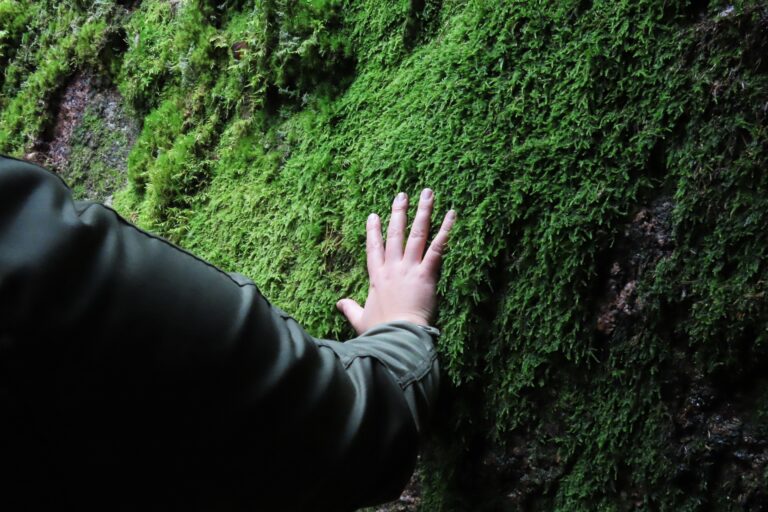 Metsäterveyslaskuri on avattu testikäyttäjille.