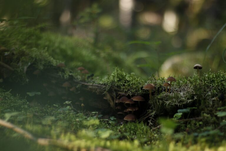 Metsäterveyslaskurin testaus on alkanut.