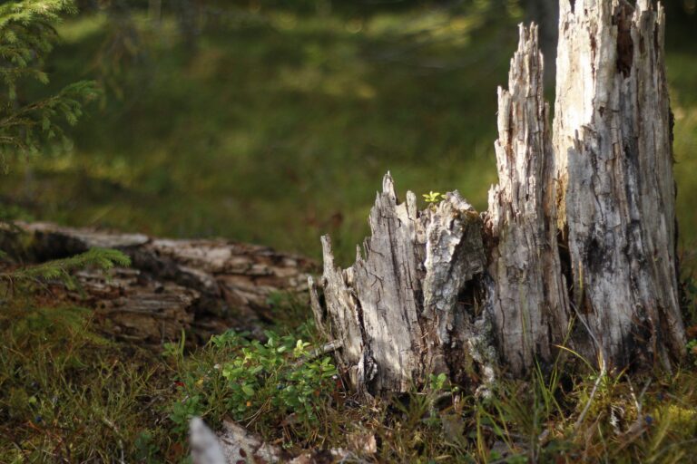 Uutelan vanhaa metsää. Kuva: Luontoliitto.