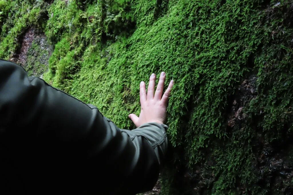 Metsäterveyslaskuri on avattu testikäyttäjille.